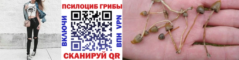 Галлюциногенные грибы Magic Shrooms  хочу наркоту  Йошкар-Ола 